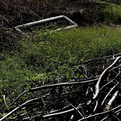 RAMI E ROVI. Fotografie di Giulio Azzarello ©2023. RAMI E ROVI. Fotografie di Giulio Azzarello ©2023.