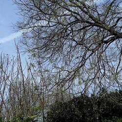 PIANTE. Fotografie di Giulio Azzarello &copy;2022.