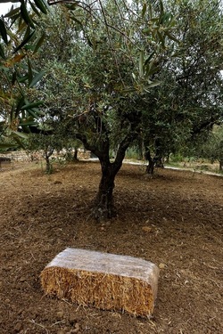 ULIVETO SICILIANO. Fotografie di Giulio Azzarello ©2022.