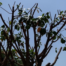 RAMI. Fotografie di Giulio Azzarello &copy;2022.