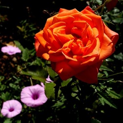 ROSETO. Fotografie di Giulio Azzarello &copy;2022.