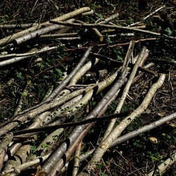 RAMI E ROVI. Fotografie di Giulio Azzarello ©2023. RAMI E ROVI. Fotografie di Giulio Azzarello ©2023.