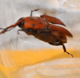 IL COLEOTTERO ROSSO e la moritura delle palme. Fotografie di Giulio Azzarello &copy;2014.