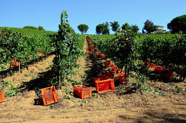 VENDEMMIA a S.Cristina Gela in Sicilia. Fotografie di Giulio Azzarello &copy;2016.