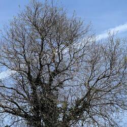 PIANTE. Fotografie di Giulio Azzarello &copy;2022.