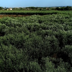 SELINUNTE. Fotografie di Giulio Azzarello ©2022. SELINUNTE. Fotografie di Giulio Azzarello ©2022.