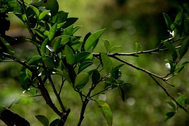 GIARDINO SICILIANO fotografie di Giulio Azzarello &copy;2020.