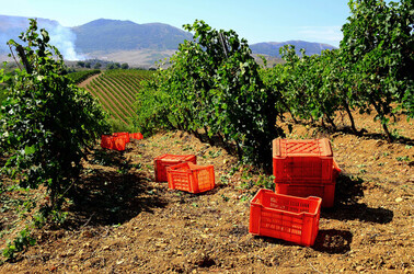VENDEMMIA a S.Cristina Gela in Sicilia. Fotografie di Giulio Azzarello &copy;2016.