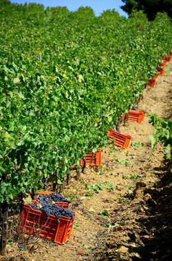 VENDEMMIA a S.Cristina Gela in Sicilia. Fotografie di Giulio Azzarello &copy;2016.