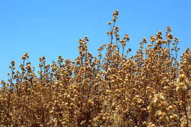 SEGESTA in Sicilia sito archeologico. Fotografie di Giulio Azzarello ©2014.