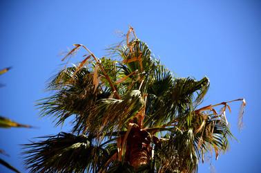 MACCHIA MEDITERRANEA in Sicilia. Fotografie di Giulio Azzarello &copy;2106.