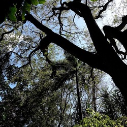 ORTO BOTANICO DI PALERMO. Fotografie di Giulio Azzarello ©2022. ORTO BOTANICO DI PALERMO. Fotografie di Giulio Azzarello ©2022.