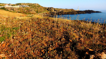 ISOLA DI USTICA la costa. Fotografie di Giulio Azzarello &copy;2016.