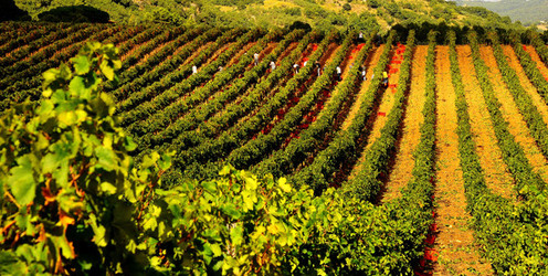 VENDEMMIA di AUTUNNO a S.Cristina Gela in Sicilia. Fotografie di Giulio Azzarello &copy;2016.