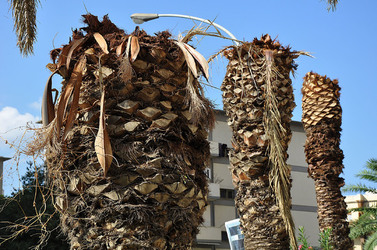 IL COLEOTTERO ROSSO e la moritura delle palme. Fotografie di Giulio Azzarello &copy;2014.
