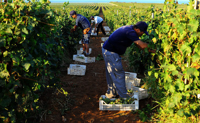 VENDEMMIA a Mazzara del Vallo in Sicilia con i contadini. Fotografie di Giulio Azzarello ©2016. VENDEMMIA a Mazzara del Vallo in Sicilia con i contadini. Fotografie di Giulio Azzarello ©2016.