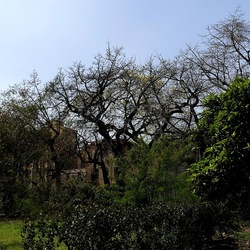 ORTO BOTANICO. Fotografie di Giulio Azzarello &copy;2024.