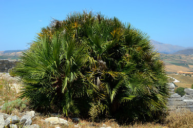SEGESTA in Sicilia sito archeologico. Fotografie di Giulio Azzarello ©2014.