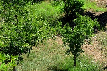 GIARDINO SICILIANO fotografie di Giulio Azzarello ©2021. GIARDINO SICILIANO fotografie di Giulio Azzarello ©2021.