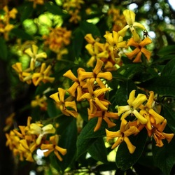 ORTO BOTANICO. Fotografie di Giulio Azzarello &copy;2024.