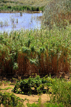 GORGHI TONDI oasi di vigneti e piante Mazzara del Vallo in Sicilia. Foto di Giulio Azzarello ©2016. GORGHI TONDI oasi di vigneti e piante Mazzara del Vallo in Sicilia. Foto di Giulio Azzarello ©2016.