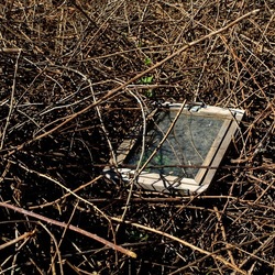 RAMI E ROVI. Fotografie di Giulio Azzarello ©2023. RAMI E ROVI. Fotografie di Giulio Azzarello ©2023.