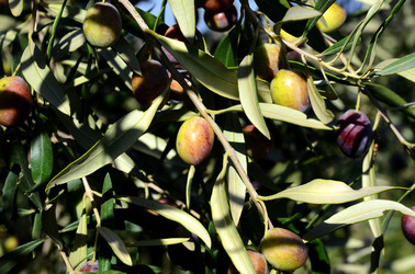 ULIVETO in autunno. Fotografie di Giulio Azzarello ©2014. ULIVETO in autunno. Fotografie di Giulio Azzarello ©2014.