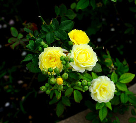 CAMPAGNA SICILIANA. Fotografie di Giulio Azzarello &copy;2016.