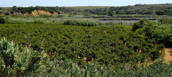 GORGHI TONDI oasi di vigneti e piante Mazzara del Vallo in Sicilia. Foto di Giulio Azzarello ©2016. GORGHI TONDI oasi di vigneti e piante Mazzara del Vallo in Sicilia. Foto di Giulio Azzarello ©2016.