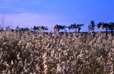 SICILIA diapositive. Fotografie di Giulio Azzarello &copy;1996 2021.