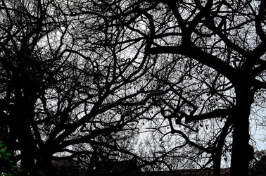 ORTO BOTANICO di Palermo in inverno. Fotografie di Giulio Azzarello &copy;2016.