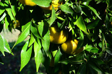 ULIVETO in autunno. Fotografie di Giulio Azzarello ©2014. ULIVETO in autunno. Fotografie di Giulio Azzarello ©2014.