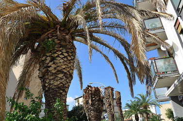 IL COLEOTTERO ROSSO e la moritura delle palme. Fotografie di Giulio Azzarello &copy;2014.