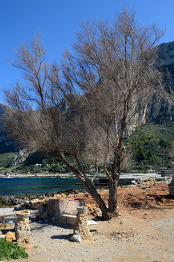 CAPO GALLO riserva marina e naturalistica a Palermo panoramiche e particolari. Fotografie di Giulio Azzarello ©2014. CAPO GALLO riserva marina e naturalistica a Palermo panoramiche e particolari. Fotografie di Giulio Azzarello ©2014.