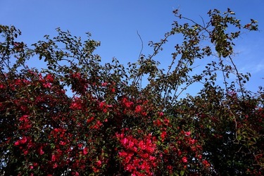 MONDELLO. Fotografie di Giulio Azzarello &copy;2023.