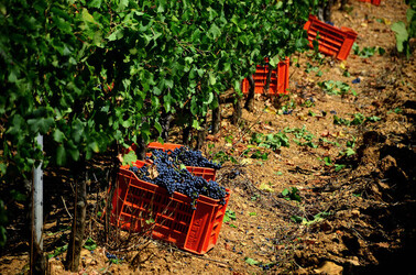 VENDEMMIA a S.Cristina Gela in Sicilia. Fotografie di Giulio Azzarello &copy;2016.