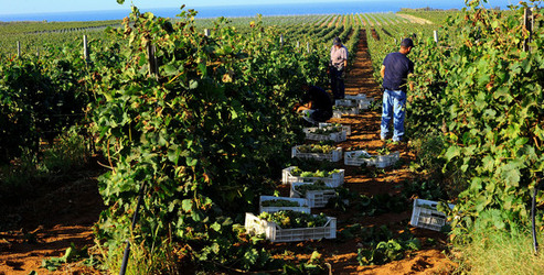 VENDEMMIA a Mazzara del Vallo in Sicilia con i contadini. Fotografie di Giulio Azzarello ©2016. VENDEMMIA a Mazzara del Vallo in Sicilia con i contadini. Fotografie di Giulio Azzarello ©2016.