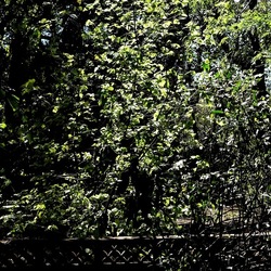 ORTO BOTANICO DI PALERMO. Fotografie di Giulio Azzarello ©2022. ORTO BOTANICO DI PALERMO. Fotografie di Giulio Azzarello ©2022.