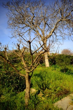 CAMPAGNA fotografie di Giulio Azzarello ©2020.