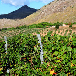 VENDEMMIA di AUTUNNO a S.Cristina Gela in Sicilia. Fotografie di Giulio Azzarello &copy;2016.