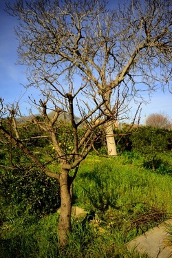 CAMPAGNA fotografie di Giulio Azzarello ©2020.