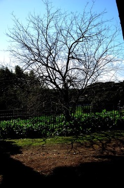 PARCO ARCHEOLOGICO DEL PALATINO Roma. Fotografie di Giulio Azzarello ©2020.