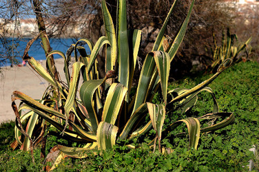 AGAVE selvatica sul mare in Sicilia a Cefalù. Fotografie di Giulio Azzarello ©2014. AGAVE selvatica sul mare in Sicilia a Cefalù. Fotografie di Giulio Azzarello ©2014.