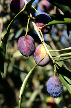 ULIVETO in autunno. Fotografie di Giulio Azzarello ©2014. ULIVETO in autunno. Fotografie di Giulio Azzarello ©2014.