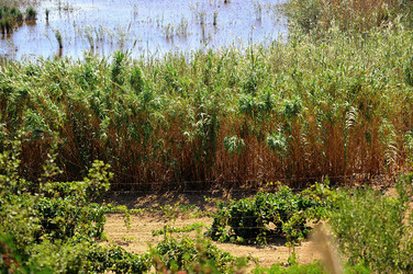 GORGHI TONDI oasi di vigneti e piante Mazzara del Vallo in Sicilia. Foto di Giulio Azzarello ©2016. GORGHI TONDI oasi di vigneti e piante Mazzara del Vallo in Sicilia. Foto di Giulio Azzarello ©2016.
