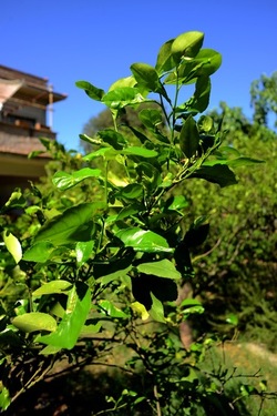 GIARDINO SICILIANO fotografie di Giulio Azzarello ©2021. GIARDINO SICILIANO fotografie di Giulio Azzarello ©2021.
