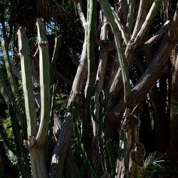 GIARDINO. Fotografie di Giulio Azzarello ©2022.