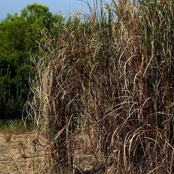 SELINUNTE. Fotografie di Giulio Azzarello ©2022. SELINUNTE. Fotografie di Giulio Azzarello ©2022.