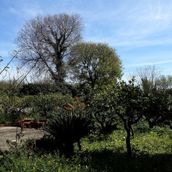 PIANTE. Fotografie di Giulio Azzarello &copy;2022.