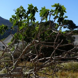 BESTIE. Fotografie di Giulio Azzarello ©2022. BESTIE. Fotografie di Giulio Azzarello ©2022.